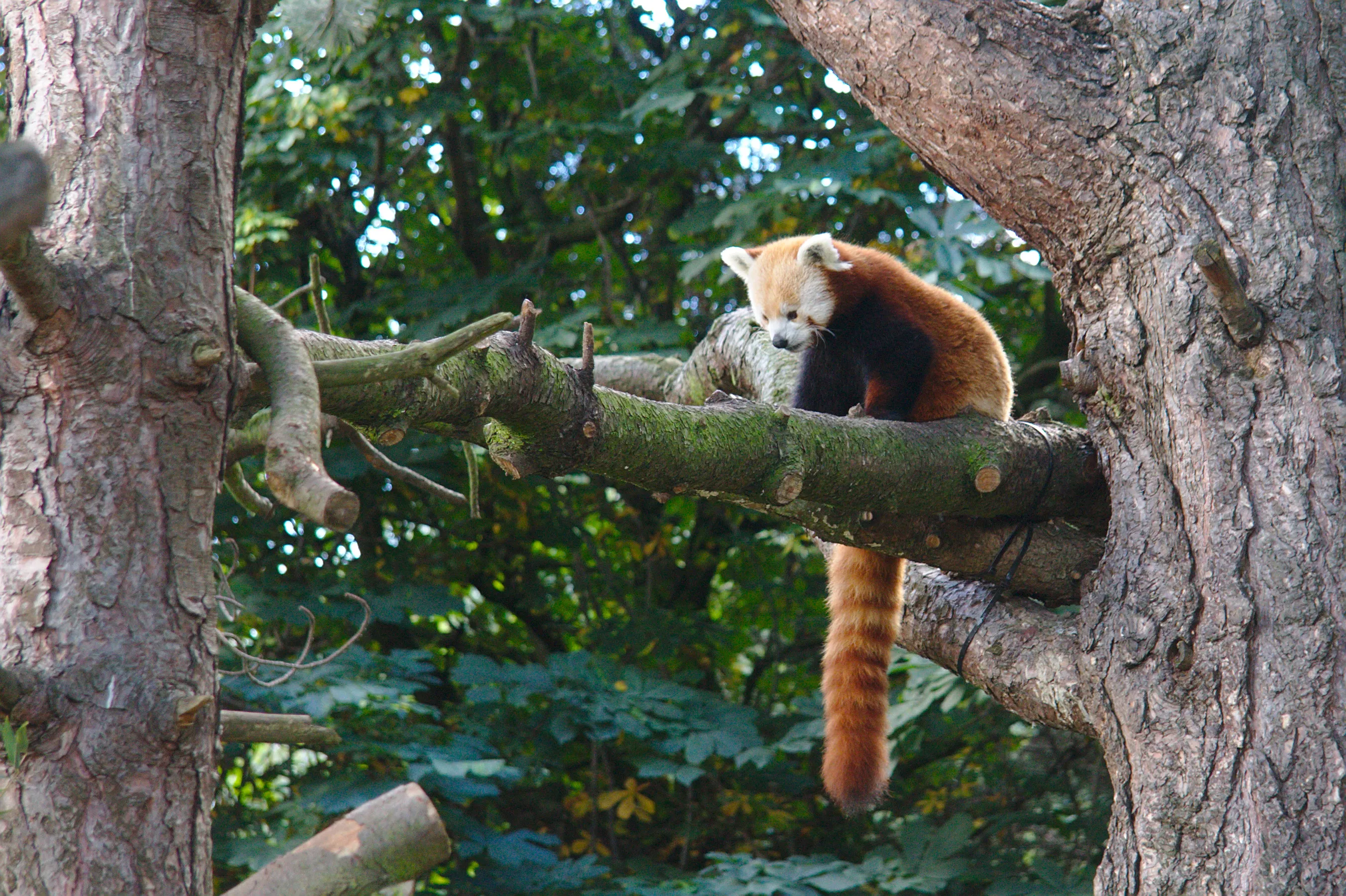 A red panda in a tree