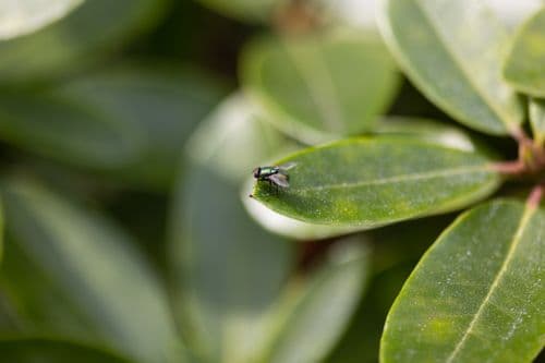 fly macro shot