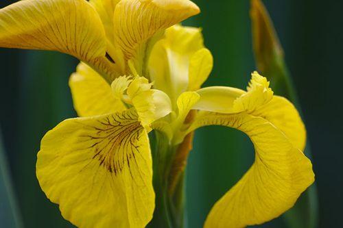 a yellow iris flower test image